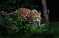 /album/photogallery/amur1-jpg/