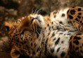 /album/photogallery/amur2-jpg/