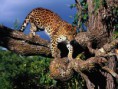 /album/photogallery/amur3-jpg/