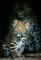 /album/photogallery/amur4-jpg/