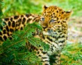 /album/photogallery/amur5-jpg/